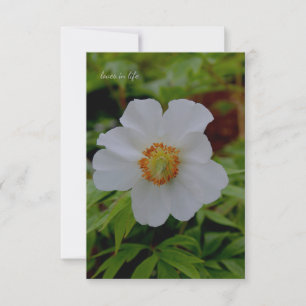 Tarjeta Pequeña Flor simple de peones blancos