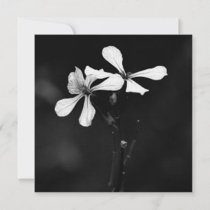 Tarjeta Pequeña floral blanca y negra mínima