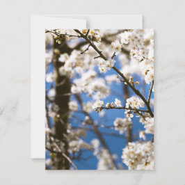 Tarjeta Pequeña Flores blancas delante de un cielo blanco