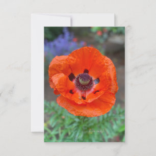Tarjeta Pequeña Flores de adormidera y lavanda orientales naranjas