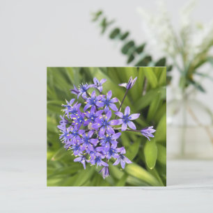 Tarjeta Pequeña Flores de alcantarilla portuguesas cerraron foto n
