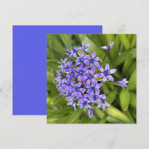 Tarjeta Pequeña Flores de alcantarilla portuguesas cerraron foto n