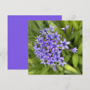 Tarjeta Pequeña Flores de alcantarilla portuguesas cerraron foto n