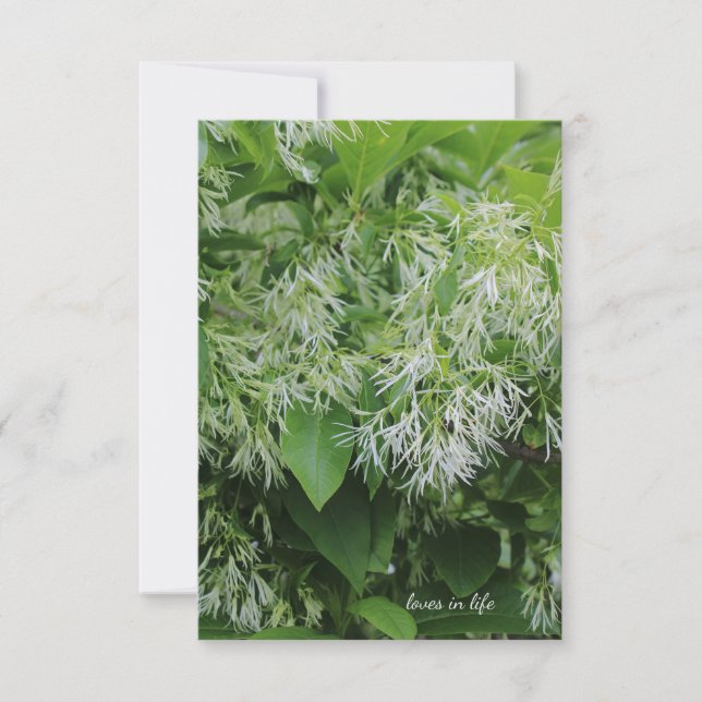 Tarjeta Pequeña Flores de jardín blanco (Anverso)