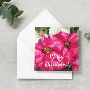 Tarjeta Pequeña Flores de Nochebuena Variegadas Rosadas Personaliz