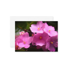 Tarjeta Pequeña Flores de violeta rosada africaine Saintpaulia