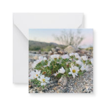 Flores del desierto