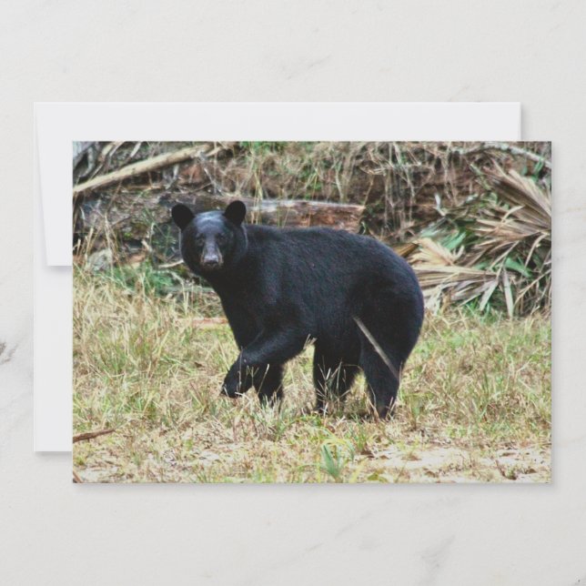 Tarjeta Pequeña Florida Black Bear (Anverso)