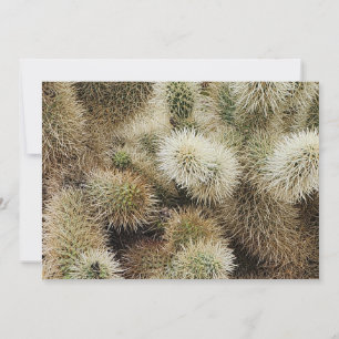Tarjeta Pequeña Foto de Cholla Cactus