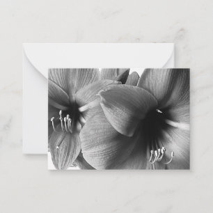 Tarjeta Pequeña Foto de dos flores de amarilis