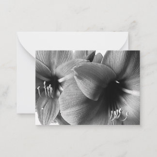Tarjeta Pequeña Foto de dos flores de amarilis