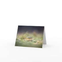 Pequeña foto natural de hongos