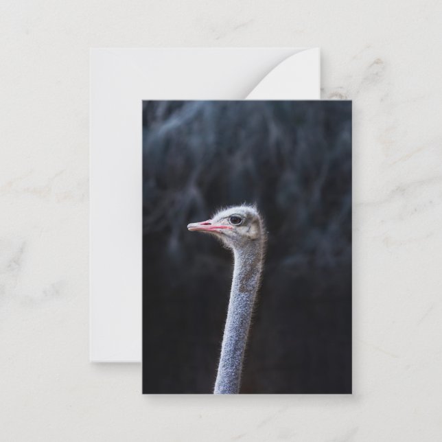 Tarjeta Pequeña Fotografía de avestruz (Anverso)