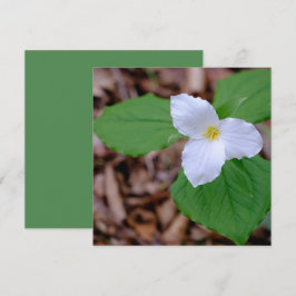 Tarjeta Pequeña Fotografía de color de Trillium de primavera sin e