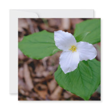 Fotografía de color de Trillium de primavera sin e