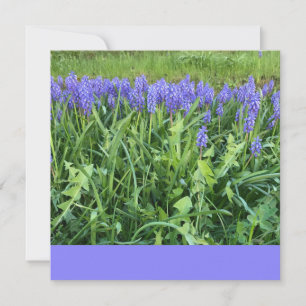 Tarjeta Pequeña Fotografía de Violet Bluebells - Herschberg, Alema