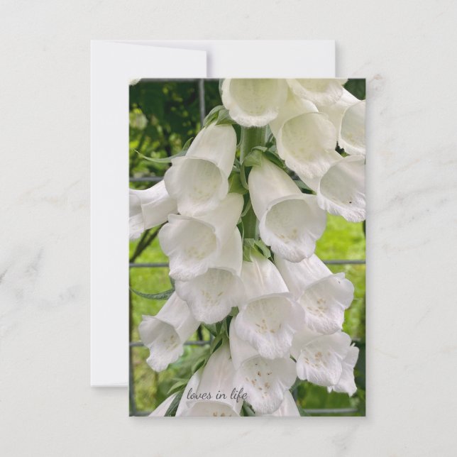 Tarjeta Pequeña Foxglove (Anverso)