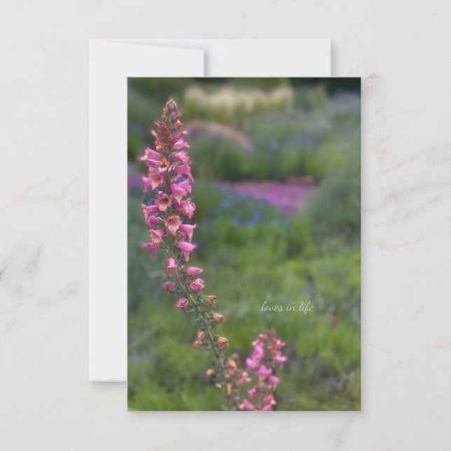 Tarjeta Pequeña Foxglove en el jardín perenne (Anverso)