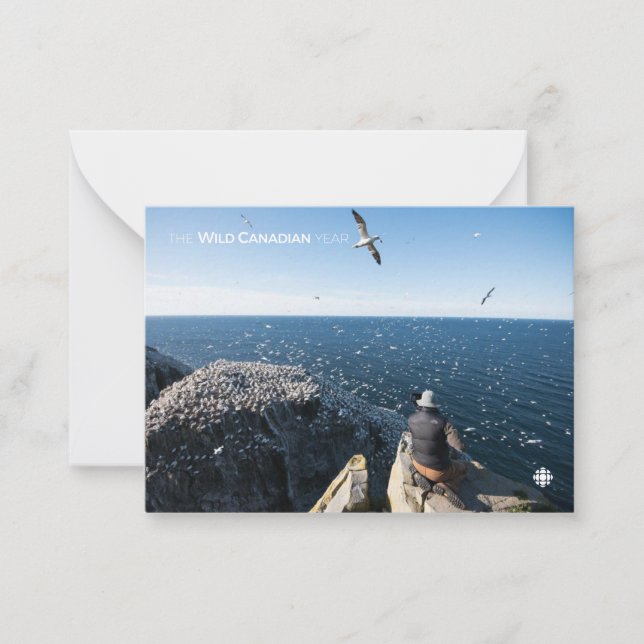 Tarjeta Pequeña Gannets del norte (Anverso)