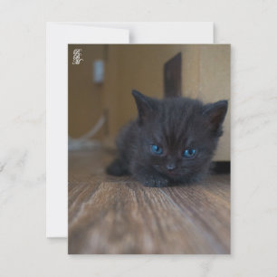 Tarjeta Pequeña Gatito negro