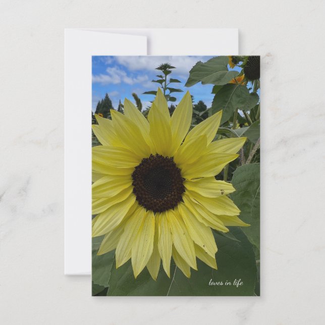 Tarjeta Pequeña Girasol amarillo claro y cielo azul (Anverso)