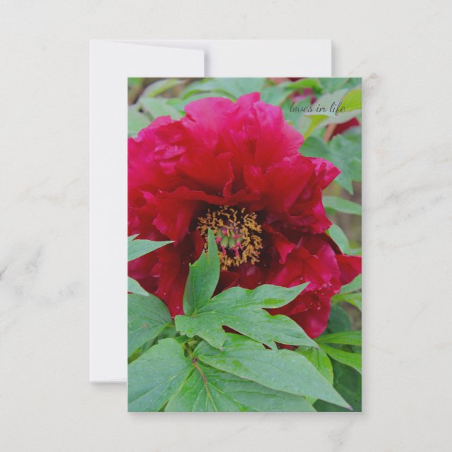 Tarjeta Pequeña Gran Borgoña (Anverso)