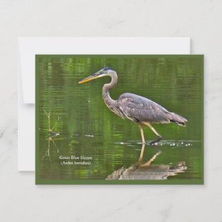 Tarjeta Pequeña Gran Garza Azul (Ardea herodias)