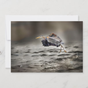 Tarjeta Pequeña Gran garza azul bailando sobre el lago en blanco