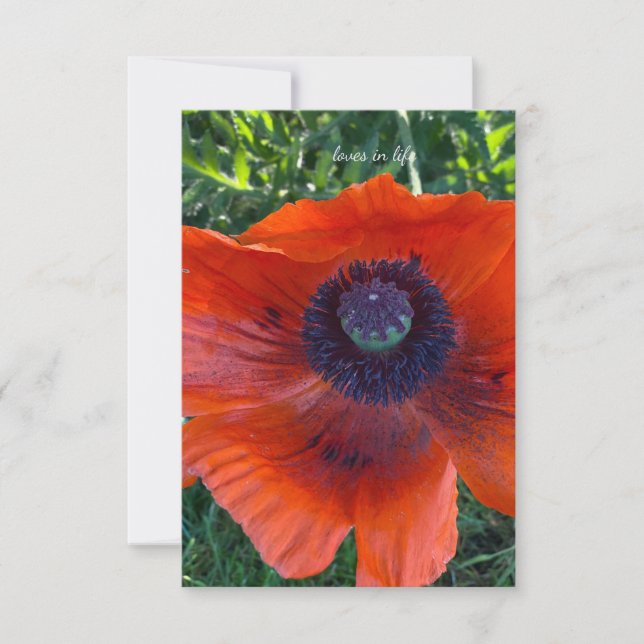 Tarjeta Pequeña Gran Naranja Oriental Poppy (Anverso)
