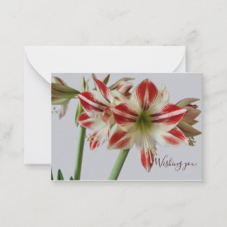 Tarjeta Pequeña Hermosa flor de Amaryllis y cumpleaños de crema