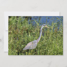 Tarjeta Pequeña Heron tricolado