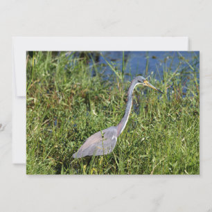 Tarjeta Pequeña Heron tricolado