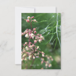 Tarjeta Pequeña Heuchera Flower
