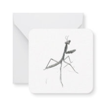Hola, Mantis religiosa