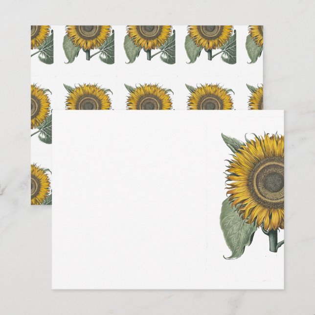 Tarjeta Pequeña Hortus Eystettensis de girasol, 1713 (Anverso / Reverso)