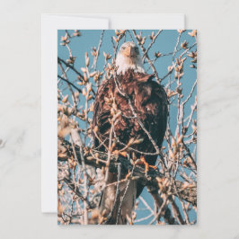 Tarjeta Pequeña Incrédible foto de águila