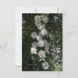 Tarjeta Pequeña Inusual While Clematis