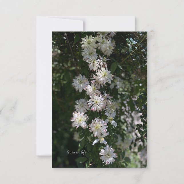 Tarjeta Pequeña Inusual While Clematis (Anverso)