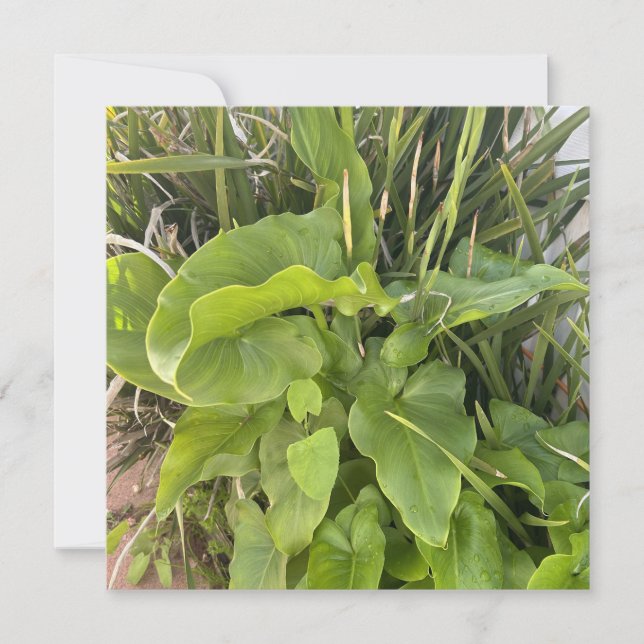 Tarjeta Pequeña Jardín trasero Clausura Naturaleza exterior Foto (Anverso)