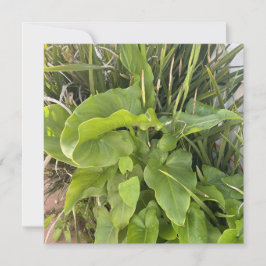 Tarjeta Pequeña Jardín trasero Clausura Naturaleza exterior Foto