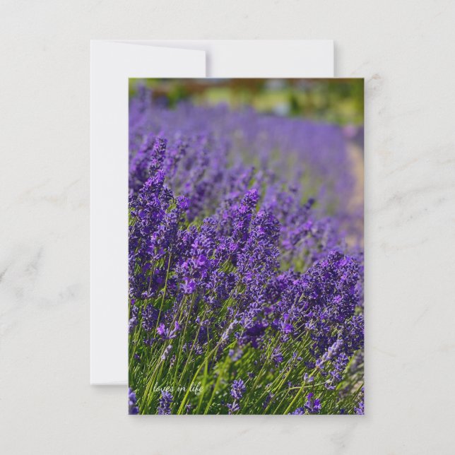 Tarjeta Pequeña La encantadora fila de Lavender (Anverso)