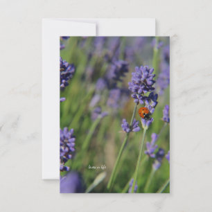Tarjeta Pequeña Lady Bug y Lavender
