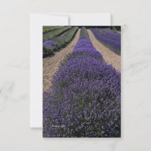 Tarjeta Pequeña Larga fila de lavanda