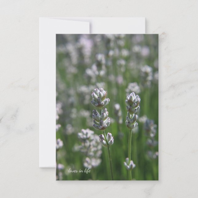 Tarjeta Pequeña Lavanda blanca (Anverso)