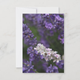 Tarjeta Pequeña Lavanda blanca y púrpura