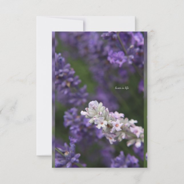 Tarjeta Pequeña Lavanda blanca y púrpura con fondo (Anverso)