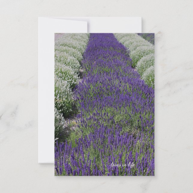 Tarjeta Pequeña Lavanda y filas blancas (Anverso)