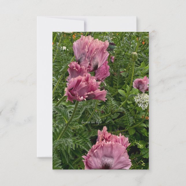 Tarjeta Pequeña Lavender Oriental Poppies (Anverso)