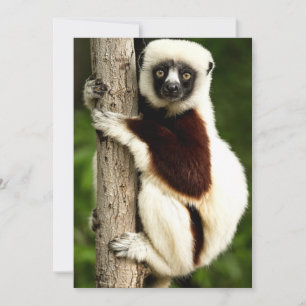 Tarjeta Pequeña Lémur Sifaka en el bosque de Madagascar