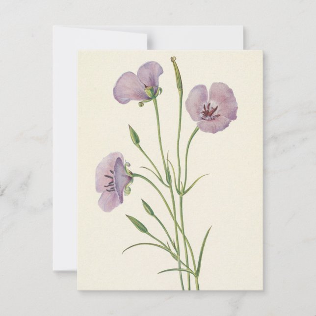 Tarjeta Pequeña Lilac Mariposa por Mary Vaux Walcott (Anverso)